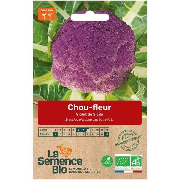 Chou-fleur Violet de Sicile semence 0,5g