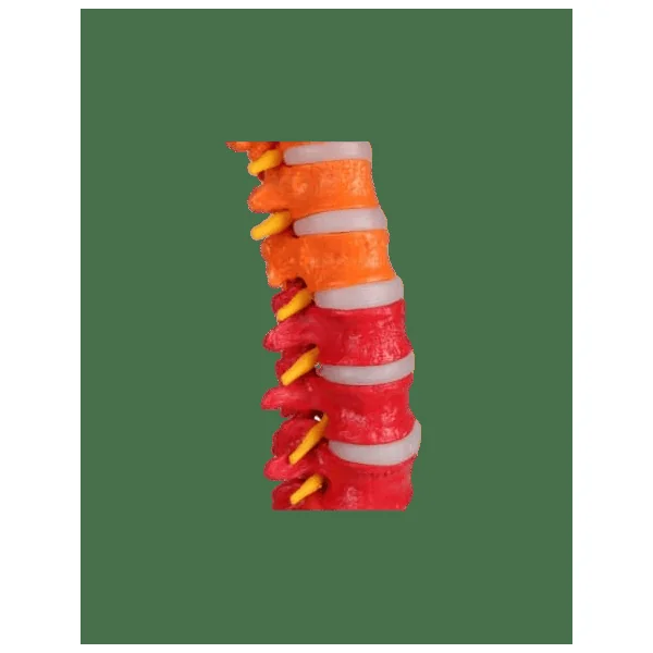 Colonne vertébrale flexible Erler Zimmer A252