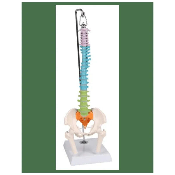 Colonne vertébrale miniature flexible Erler Zimmer A253