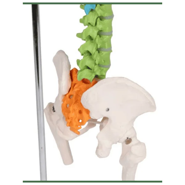 Colonne vertébrale miniature flexible Erler Zimmer A253
