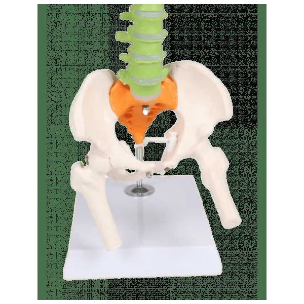 Colonne vertébrale miniature flexible Erler Zimmer A253