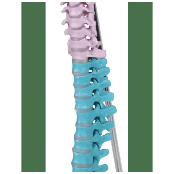 Colonne vertébrale miniature flexible Erler Zimmer A253