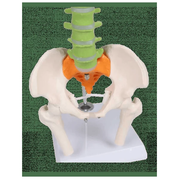 Colonne vertébrale miniature flexible Erler Zimmer A253