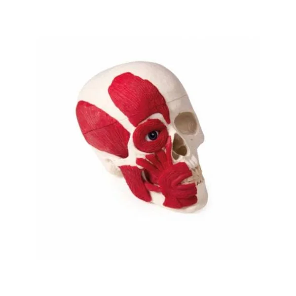 Crâne avec musculature Erler Zimmer 4514