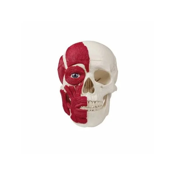 Crâne avec musculature Erler Zimmer 4514