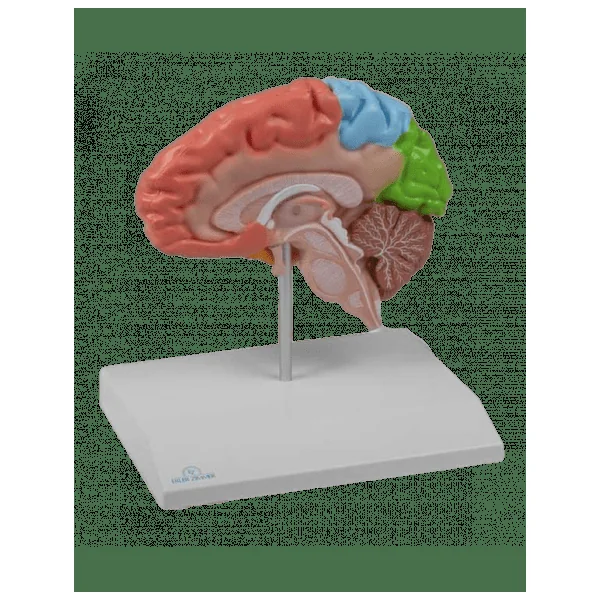 Demi-cerveau Grandeur Nature - Erler Zimmer C921