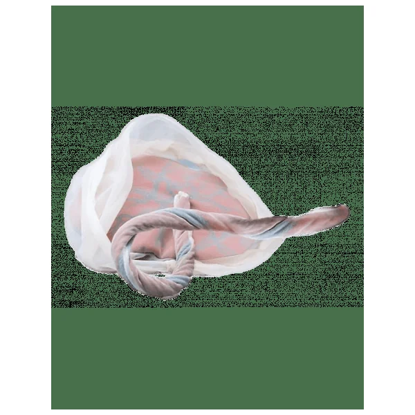 DOLPHI PACK Ensemble Bassin féminin + foetus + Placenta