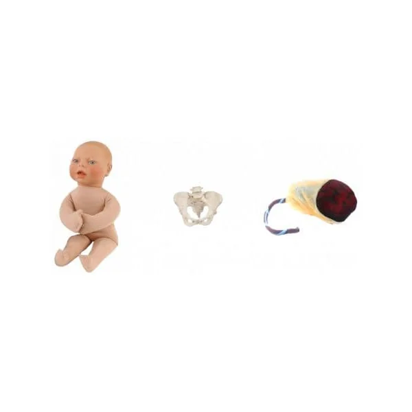 DOLPHI PACK Ensemble Bassin féminin + foetus + Placenta