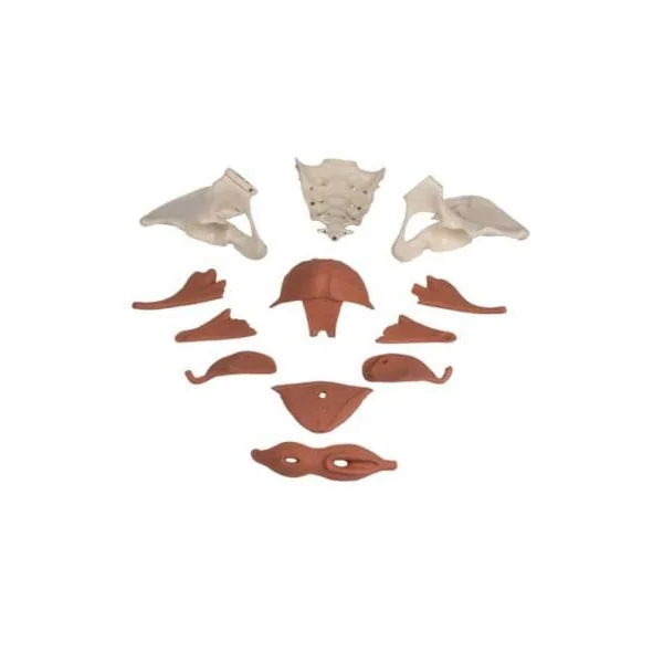 Modèle de plancher pelvien féminin 12 parties magétiques - Bassin 4076