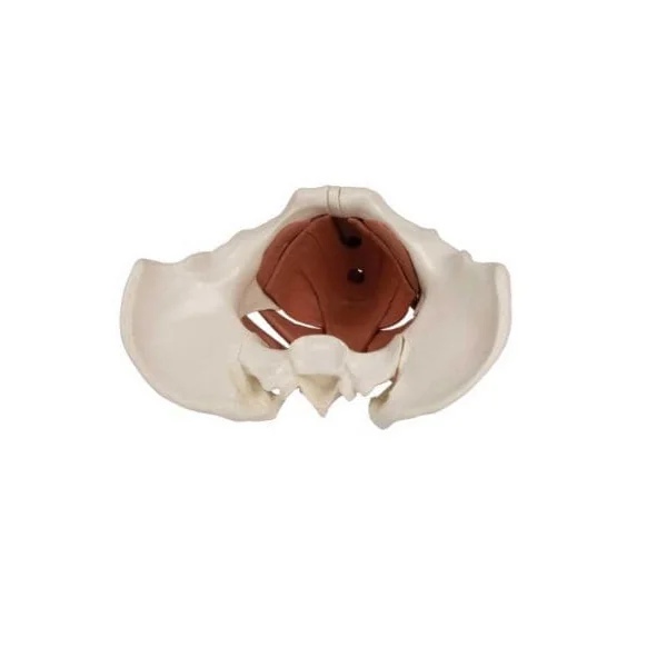 Modèle de plancher pelvien féminin 12 parties magétiques - Bassin 4076