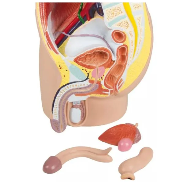 Moitié du bassin masculin, taille naturelle, 4 pièces H211