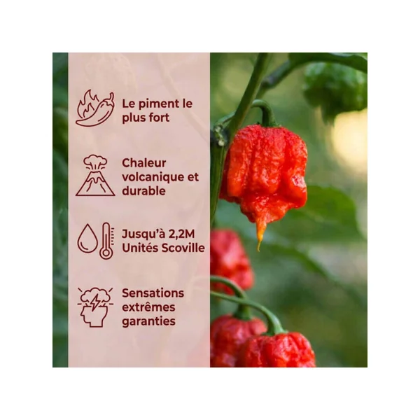 Piment Carolina Reaper