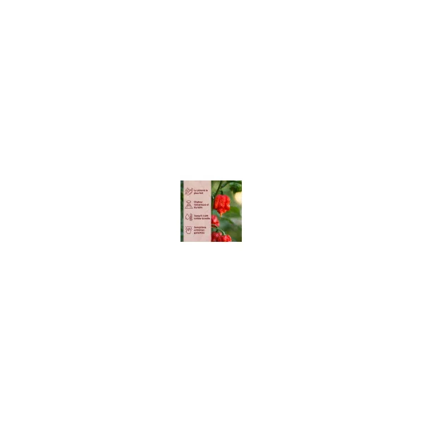 Piment Carolina Reaper