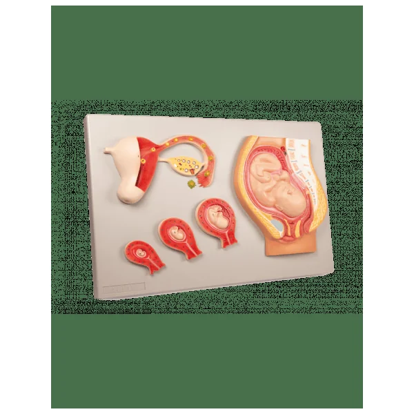 Planche le développement du foetus Erler Zimmer L101