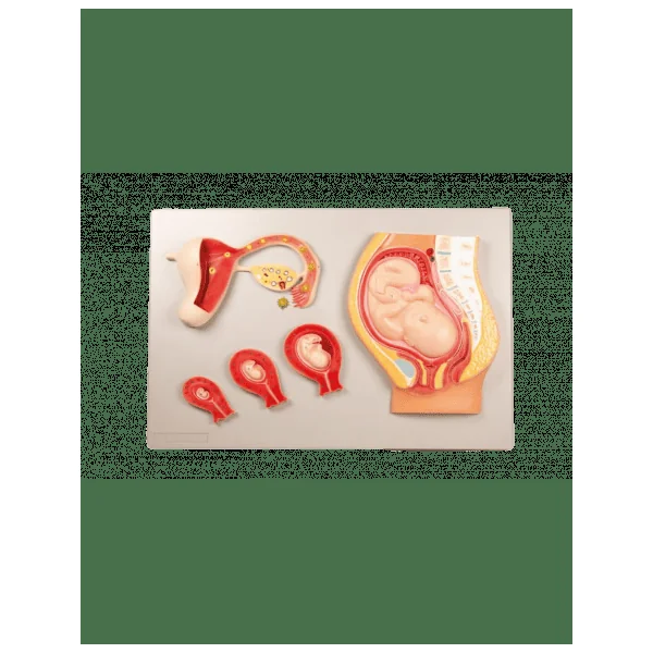 Planche le développement du foetus Erler Zimmer L101
