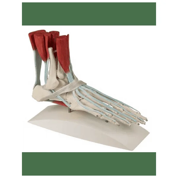 Squelette du pied avec ligaments erler Zimmer 6052