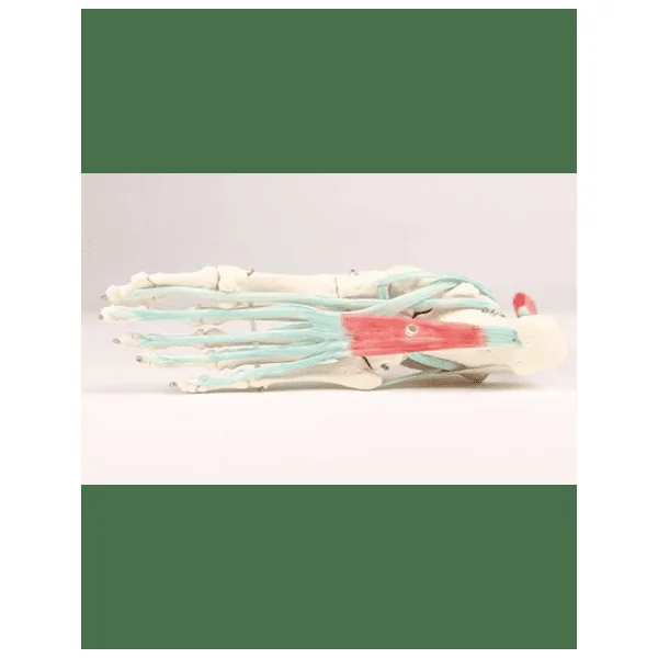 Squelette du pied avec ligaments erler Zimmer 6052