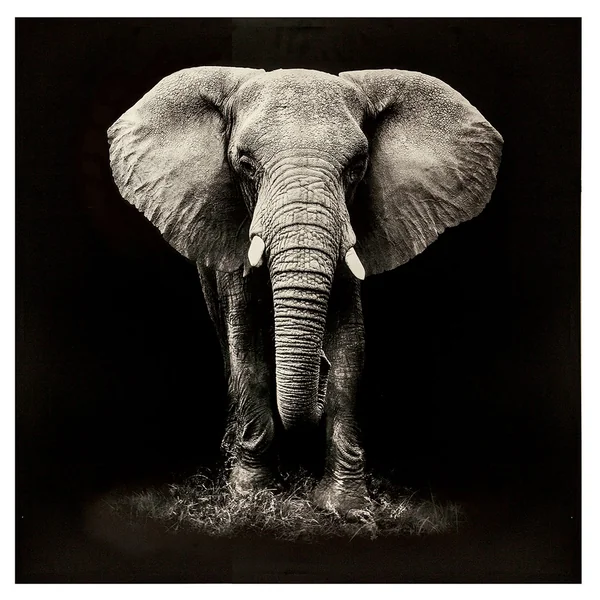 Toile imprimée éléphant 100x100cm